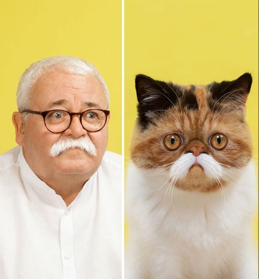 17 portraits of cats and people, incredibly similar to each other