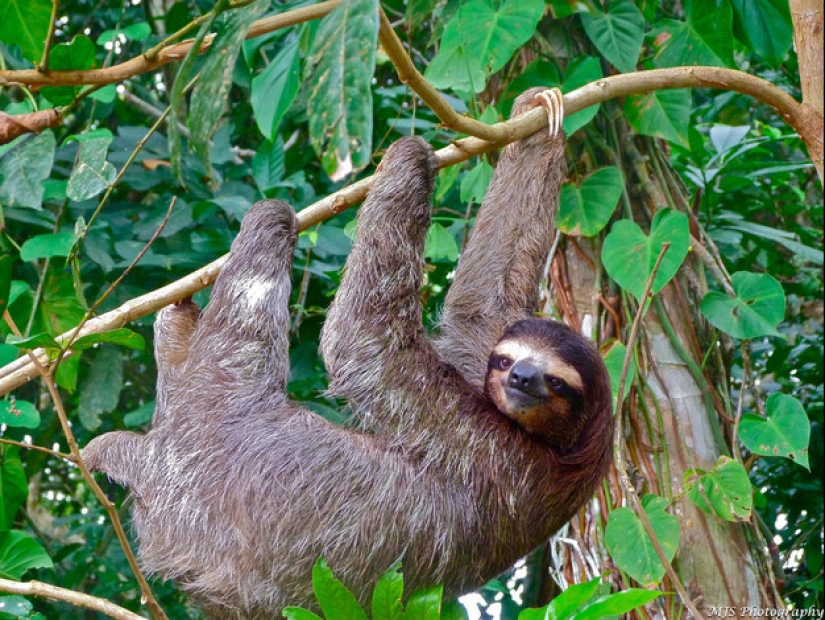 17 Surprising Facts About Sloths - Idle and Gorgeous