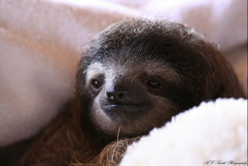 17 Surprising Facts About Sloths - Idle and Gorgeous