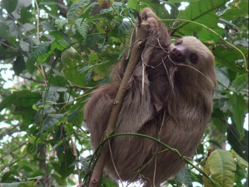 17 Surprising Facts About Sloths - Idle and Gorgeous