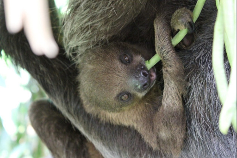 17 Surprising Facts About Sloths - Idle and Gorgeous