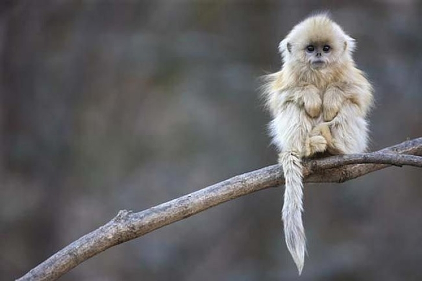 18 animales fantásticos que viven a nuestro lado y pueden desaparecer para siempre