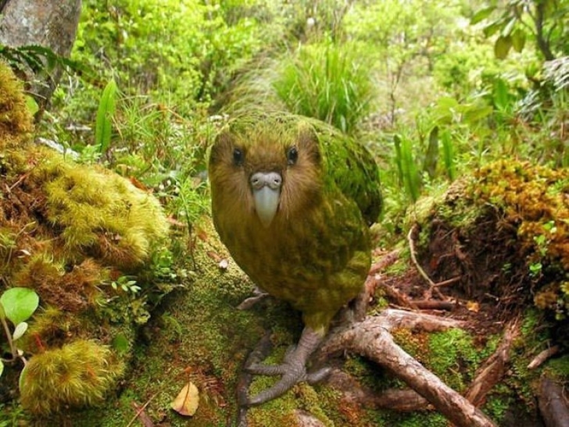 18 animales fantásticos que viven a nuestro lado y pueden desaparecer para siempre