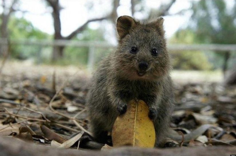 18 animales fantásticos que viven a nuestro lado y pueden desaparecer para siempre