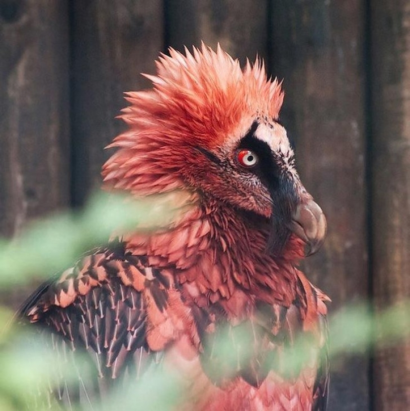 18 animales fantásticos que viven a nuestro lado y pueden desaparecer para siempre