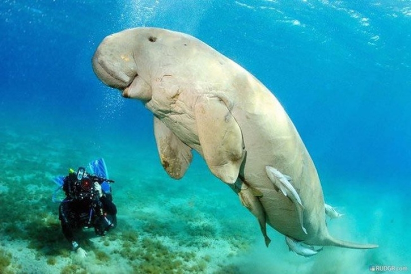 18 Fantastic Animals That Live Next to Us and Could Disappear Forever