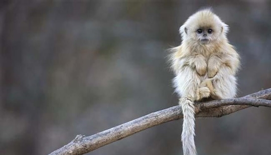 18 Fantastic Animals That Live Next to Us and Could Disappear Forever