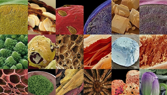 18 fotos increíbles de productos bajo el microscopio