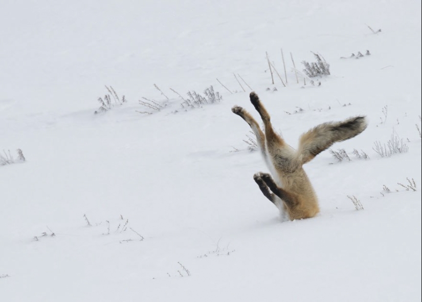 18 photos of impossibly cute foxes