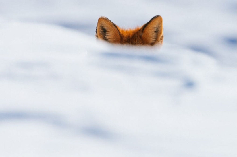 18 photos of impossibly cute foxes