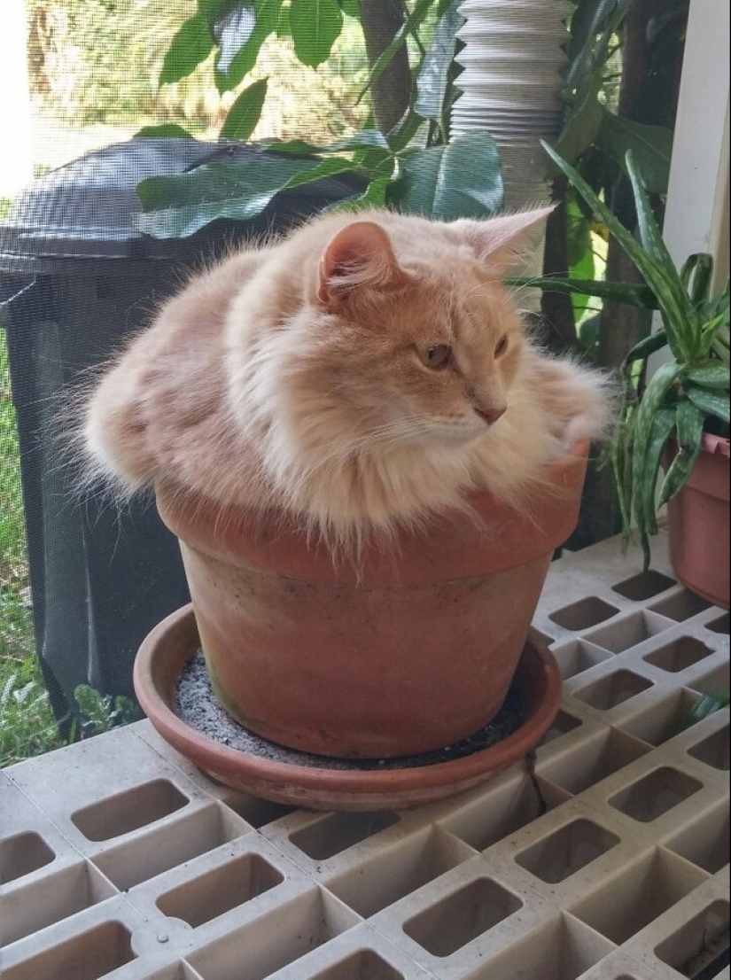 18 pruebas de que los gatos son plantas