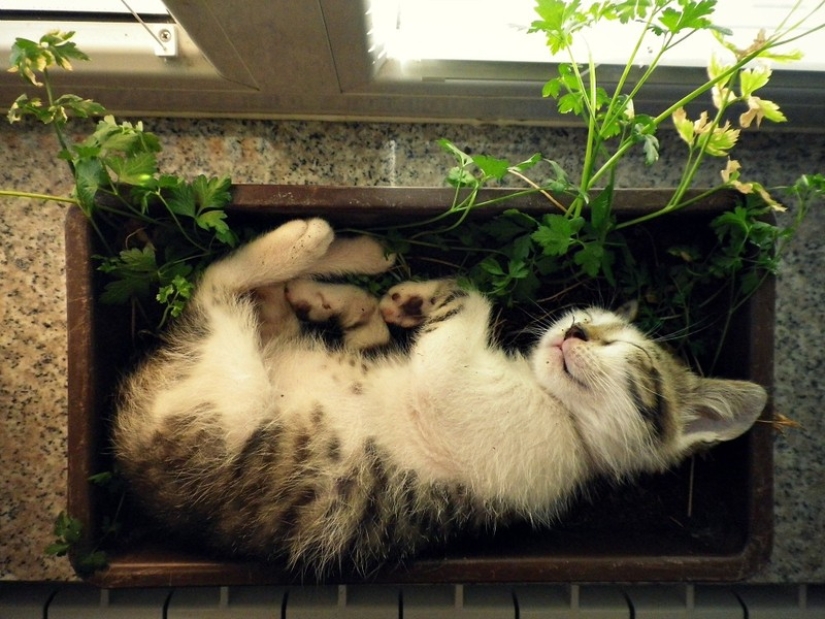 18 pruebas de que los gatos son plantas