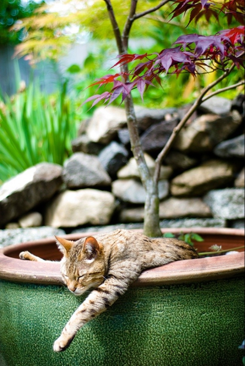 18 pruebas de que los gatos son plantas