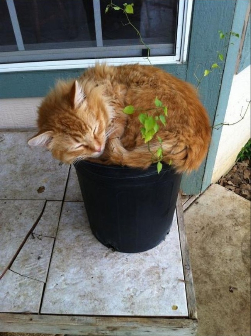 18 pruebas de que los gatos son plantas
