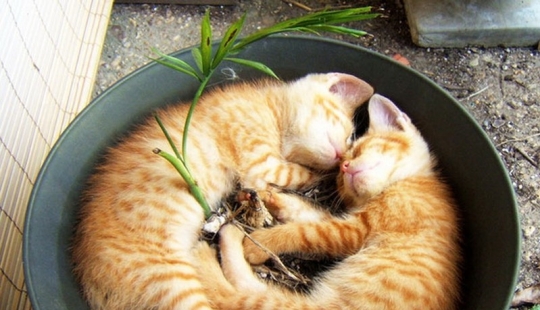 18 pruebas de que los gatos son plantas