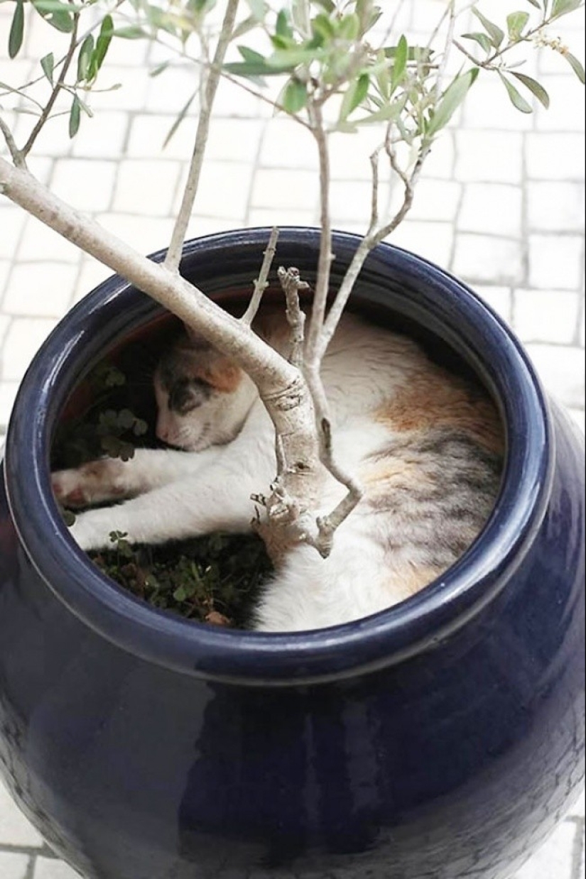 18 pruebas de que los gatos son plantas