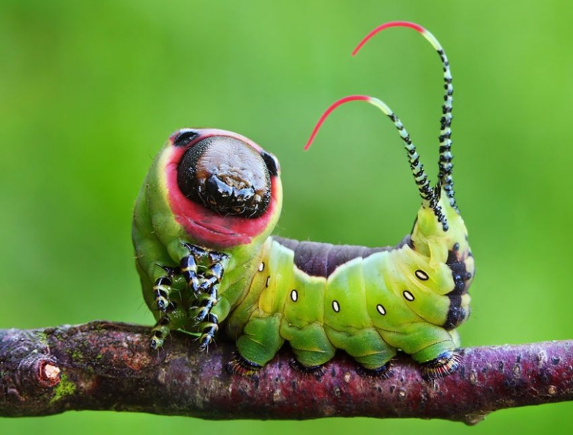 19 Amazing Caterpillars Transforming Into Butterflies