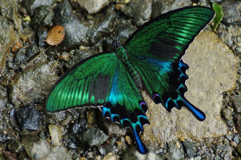 19 Amazing Caterpillars Transforming Into Butterflies