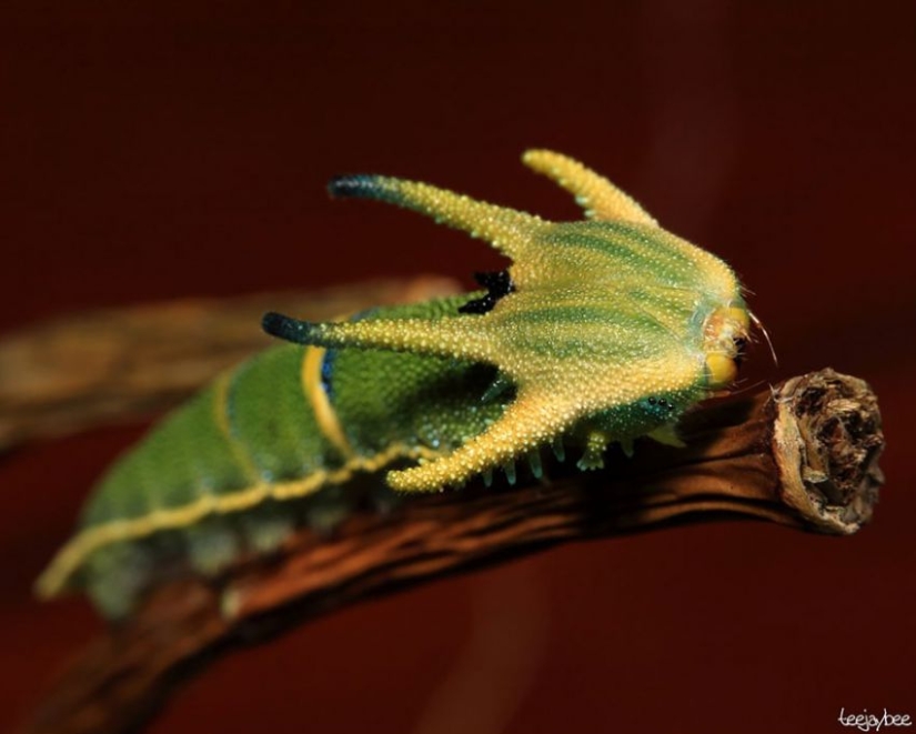 19 Amazing Caterpillars Transforming Into Butterflies