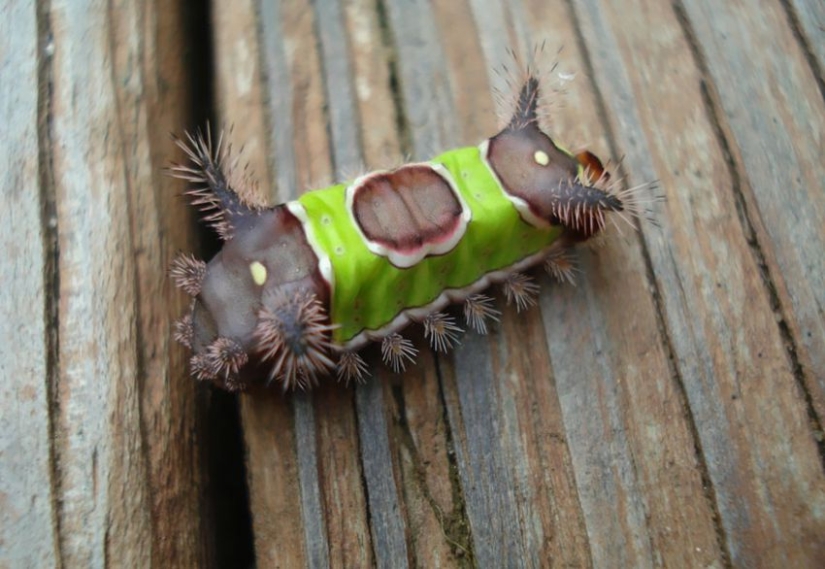 19 Amazing Caterpillars Transforming Into Butterflies