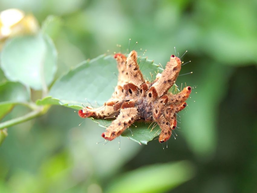 19 Amazing Caterpillars Transforming Into Butterflies