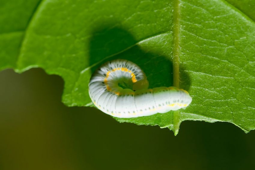 19 Amazing Caterpillars Transforming Into Butterflies