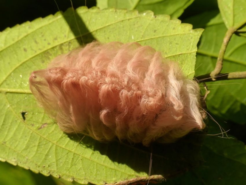 19 Amazing Caterpillars Transforming Into Butterflies