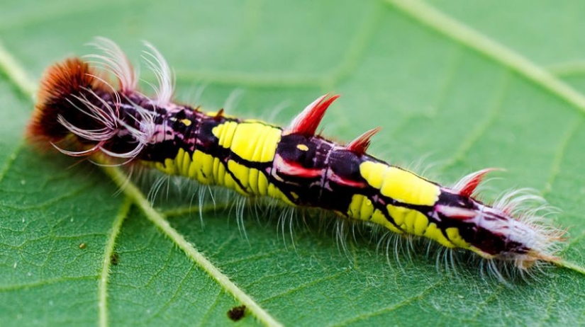 19 Amazing Caterpillars Transforming Into Butterflies