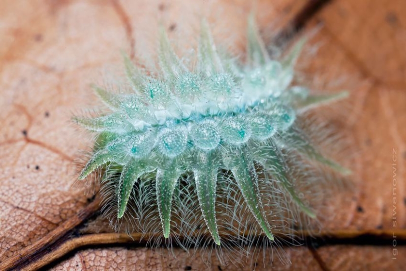 19 Amazing Caterpillars Transforming Into Butterflies