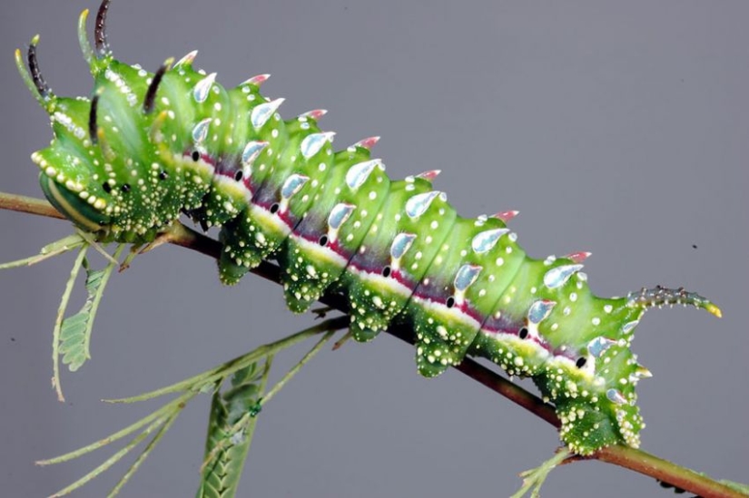 19 Amazing Caterpillars Transforming Into Butterflies