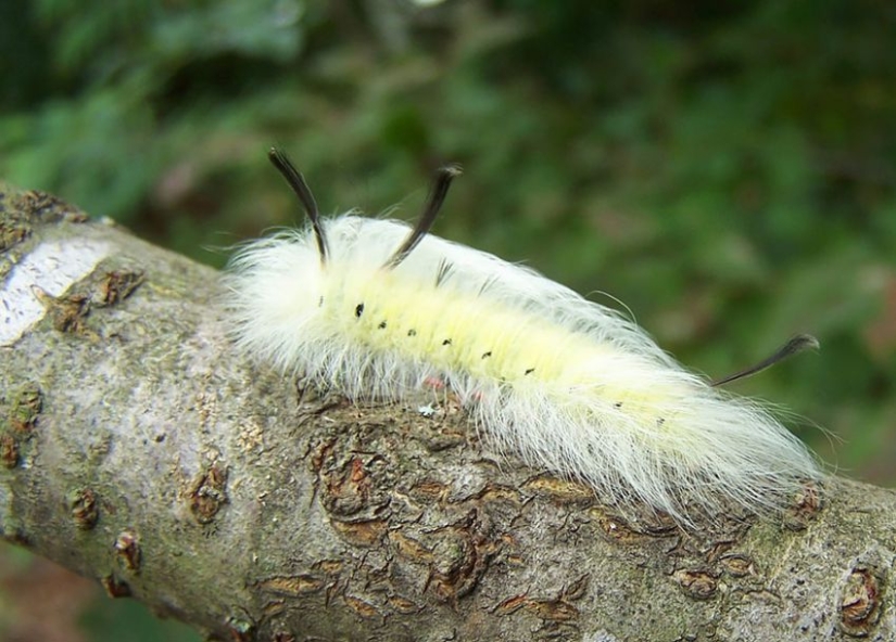 19 Amazing Caterpillars Transforming Into Butterflies