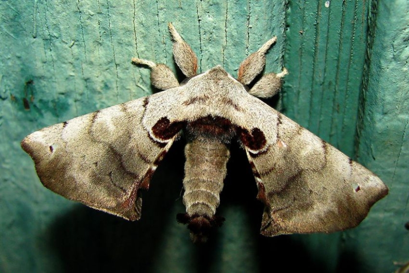 19 Amazing Caterpillars Transforming Into Butterflies