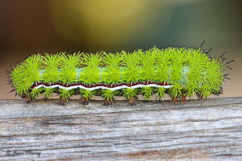 19 Amazing Caterpillars Transforming Into Butterflies