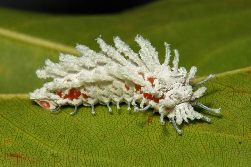 19 Amazing Caterpillars Transforming Into Butterflies