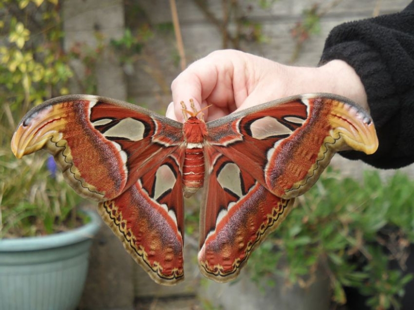 19 Amazing Caterpillars Transforming Into Butterflies