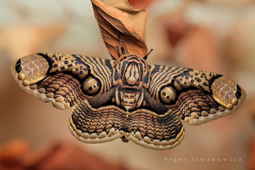 19 Amazing Caterpillars Transforming Into Butterflies