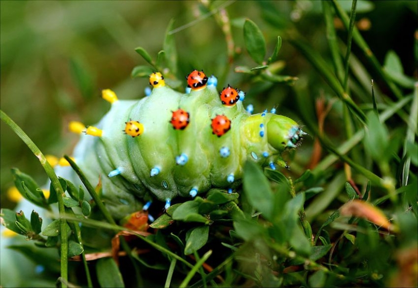 19 Amazing Caterpillars Transforming Into Butterflies