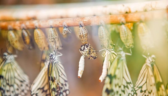 19 Amazing Caterpillars Transforming Into Butterflies