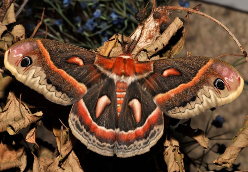 19 Amazing Caterpillars Transforming Into Butterflies