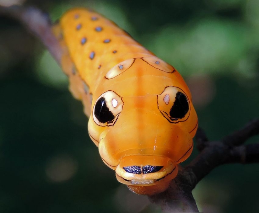 19 Amazing Caterpillars Transforming Into Butterflies