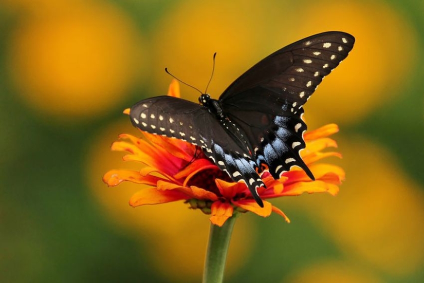 19 Amazing Caterpillars Transforming Into Butterflies