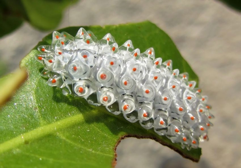 19 asombrosas transformaciones de orugas en mariposas