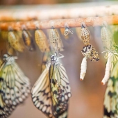 19 asombrosas transformaciones de orugas en mariposas