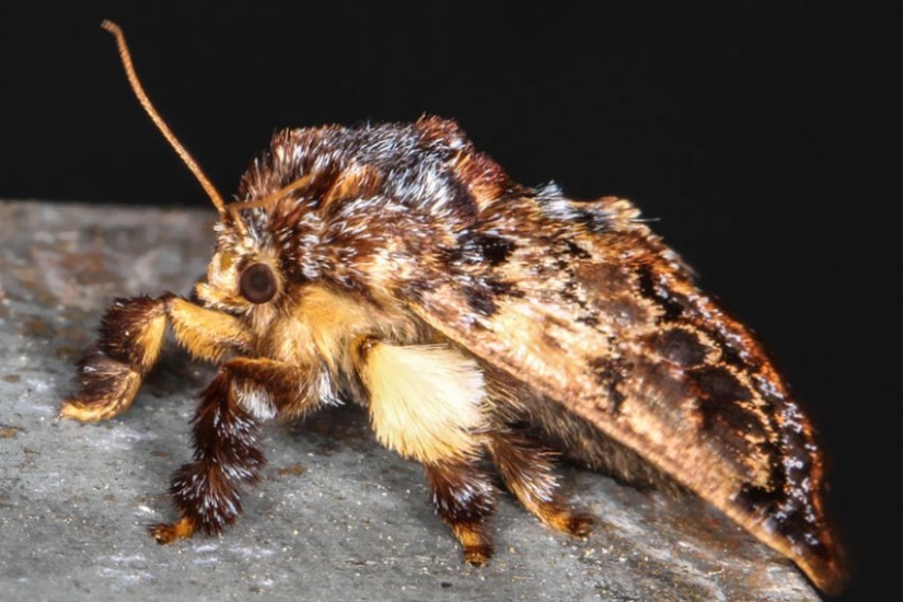 19 asombrosas transformaciones de orugas en mariposas