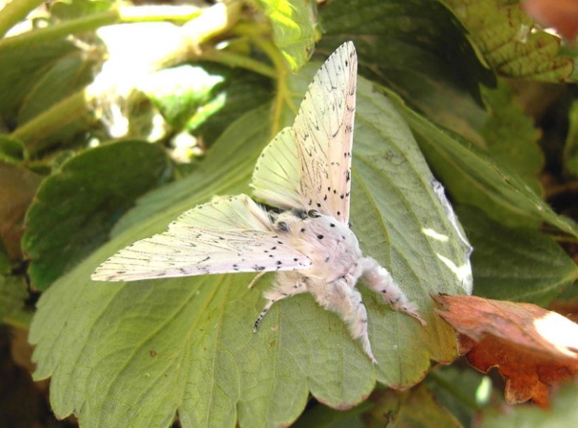 19 asombrosas transformaciones de orugas en mariposas