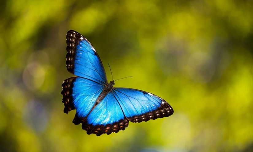 19 asombrosas transformaciones de orugas en mariposas