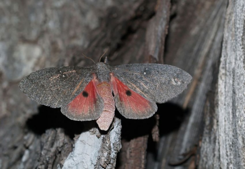 19 asombrosas transformaciones de orugas en mariposas