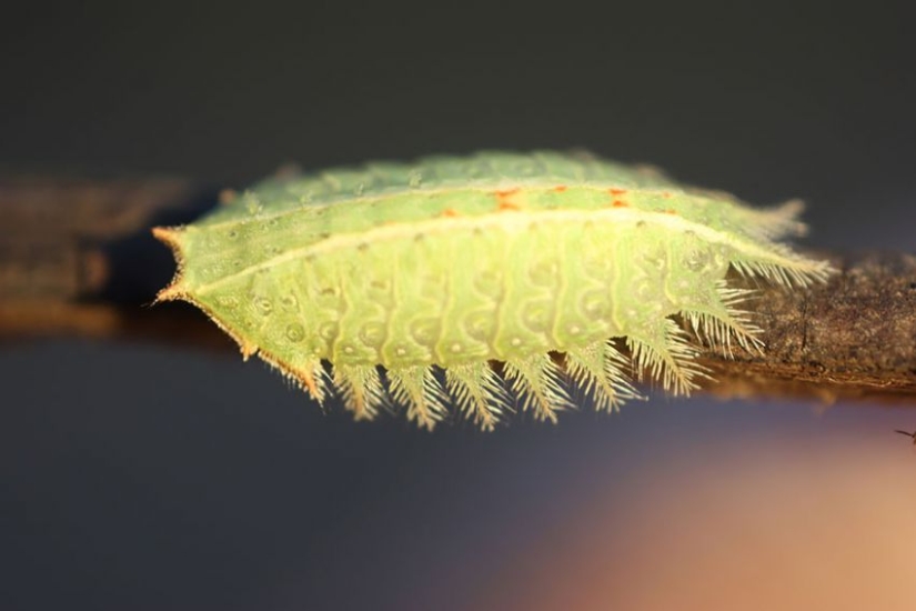 19 asombrosas transformaciones de orugas en mariposas