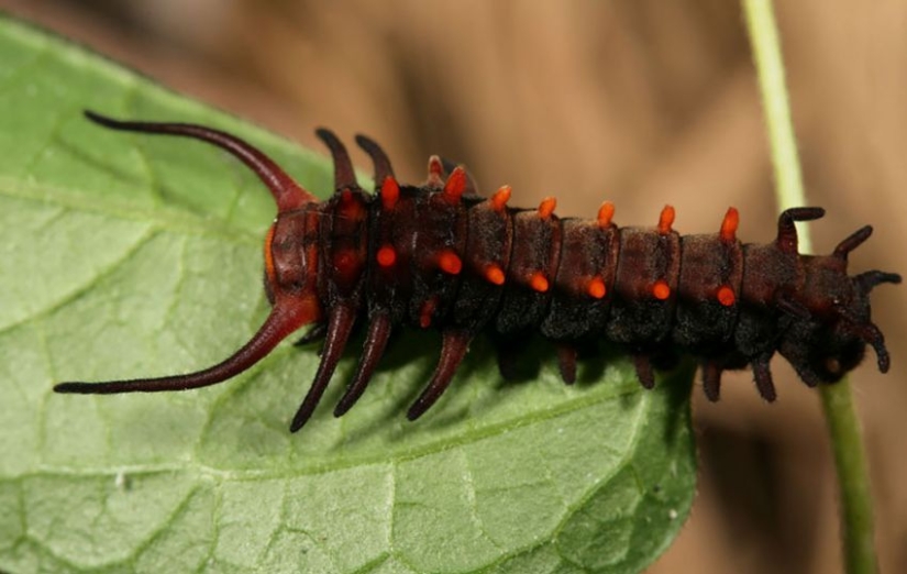 19 asombrosas transformaciones de orugas en mariposas