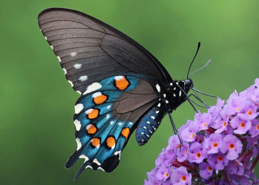 19 asombrosas transformaciones de orugas en mariposas